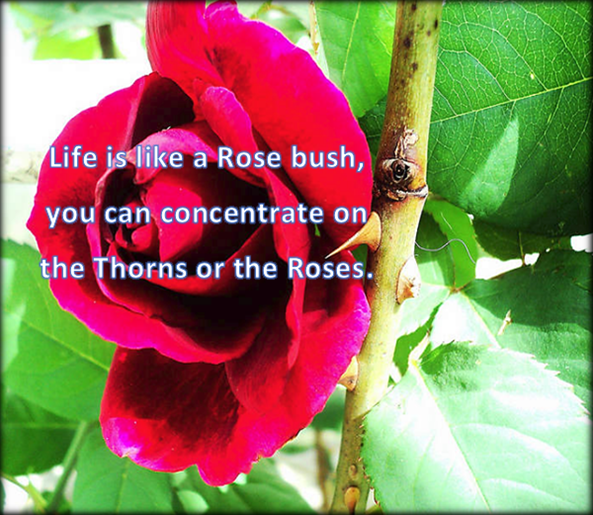 Roses and Thorns..png